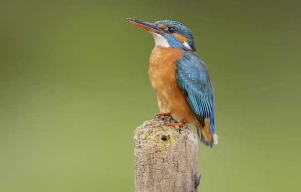 Bird, column, Kingfisher