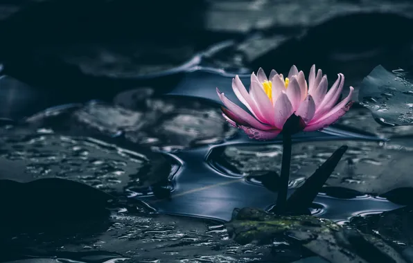 Flower, leaves, water, pond, the dark background, pink, Lily, pond