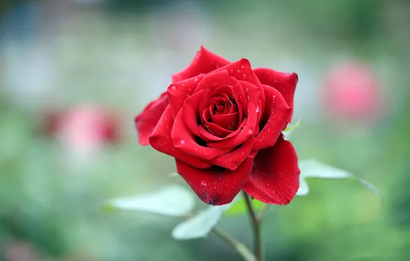 Picture leaves, flowers, red, green, background, roses, garden, buds
