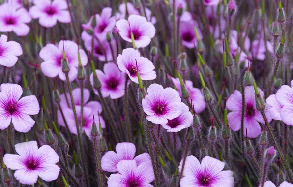 Field, summer, flowers, stems, glade, flowers, a lot, lilac