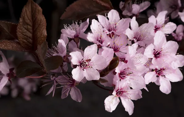 Picture flowers, the dark background, cherry, Sakura, flowering, drain, pink, spring