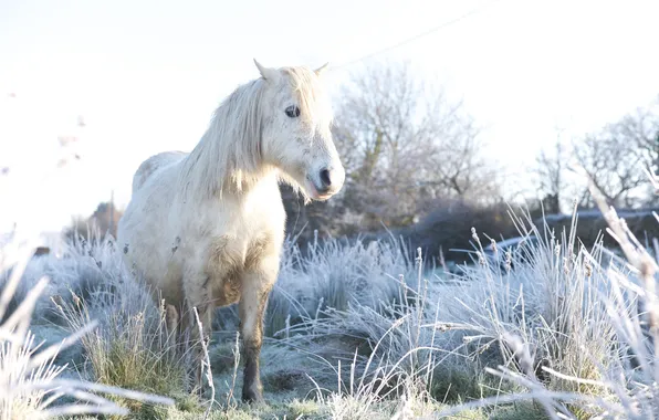 Picture summer, nature, horse