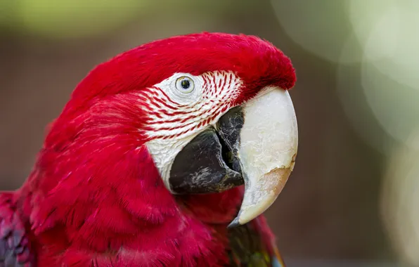 Picture parrot, color, colors, Ara