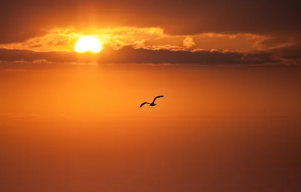 The sun, clouds, flight, sunset, Seagull, the evening