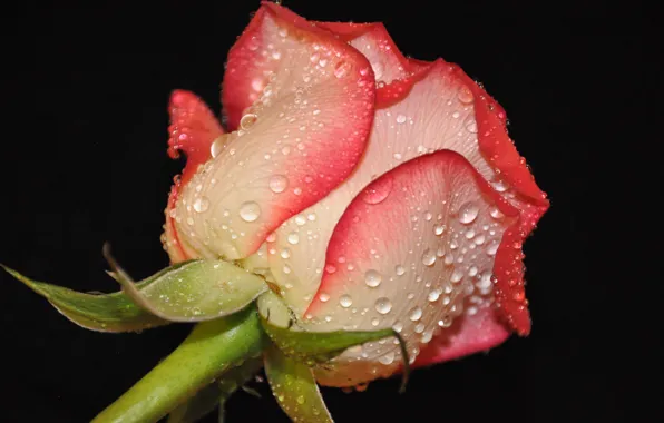 Picture flower, water, drops, Rosa, rose, petals, Bud