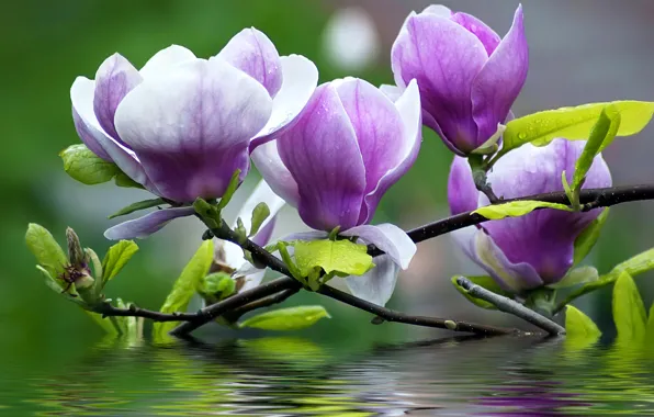 Picture water, flowers, branches, petals, Magnolia