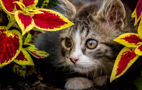 Cat, nature, background