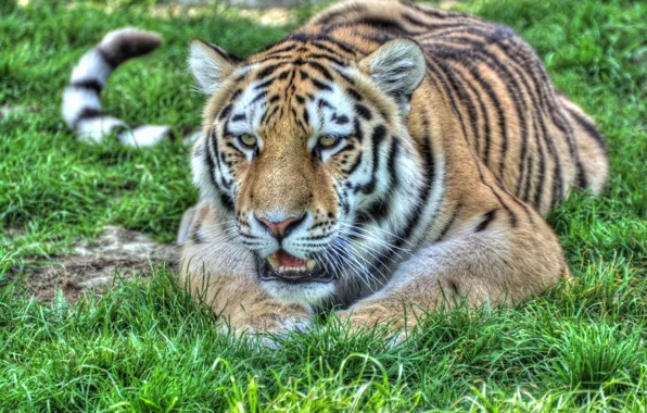 Grass, tiger, meadow