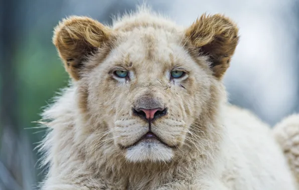 Cat, face, lion, white lion, ©Tambako The Jaguar