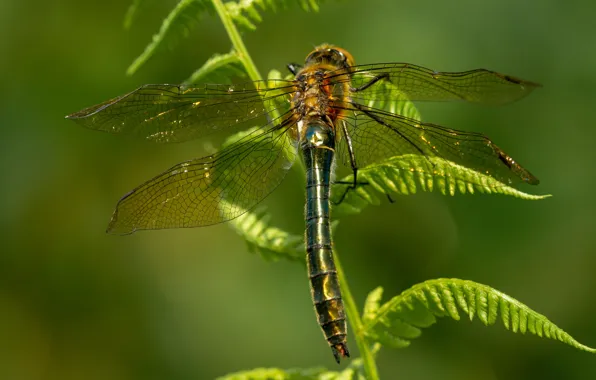 Leaves, macro, nature, green, background, dragonfly, insect, wings