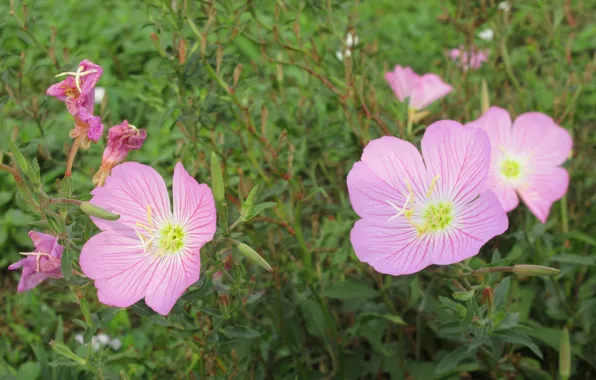 Flowers, pink flowers, mallow, Meduzanol ©, Summer 2018