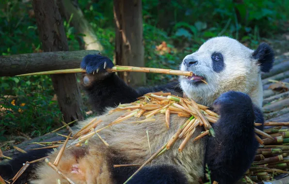 Branches, paws, bamboo, bear, Panda, lies, zoo, collapsed
