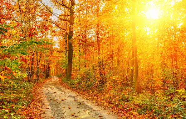 Picture rays, light, Nature, Autumn, Trees, Leaves, Road, Forest