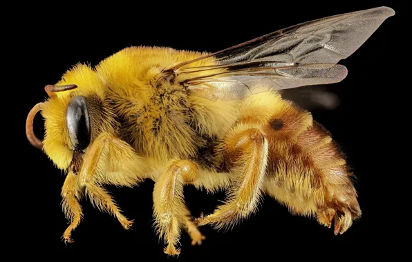 Eyes, macro, nature, bee, wings, hairs, profile, insect