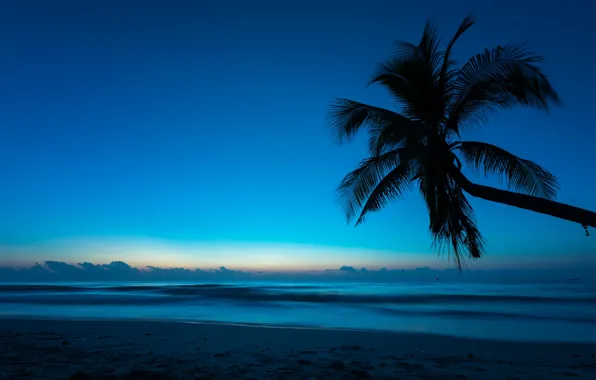 Sea, beach, summer, night, nature, tropics, palm trees