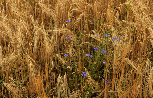 Wheat, flowers, chamomile, ears, cornflowers