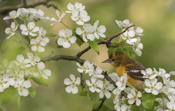 Picture flowers, branches, bird, spring, white, flowering, Nightingale, bokeh