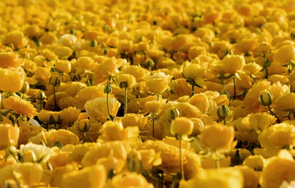Yellow, Ranunculus, Buttercup