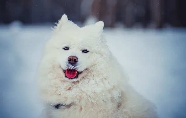 Picture winter, language, look, face, snow, dog, wool, white