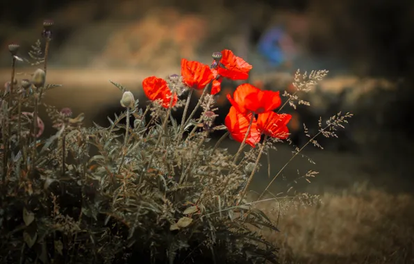 Picture flowers, nature, Maki
