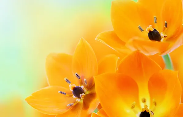 Picture flowers, flowers, orange tulips, orange tulips