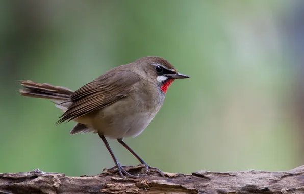 Tree, bird, focus, blur, bark