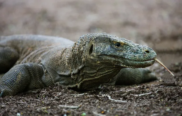Language, eyes, paws, lizard, reptile, Komodo dragon