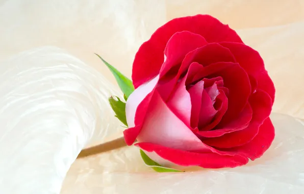 Wallpaper, roses, petals