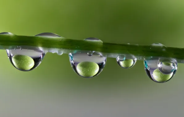 Water, drops, macro, reflection, stem