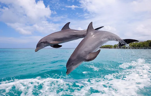 Picture sea, the sky, squirt, jump, pair, dolphins