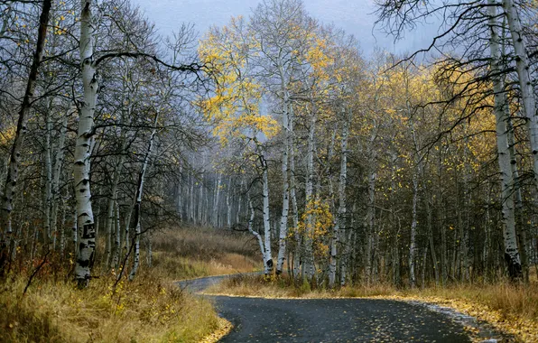 Road, autumn, forest