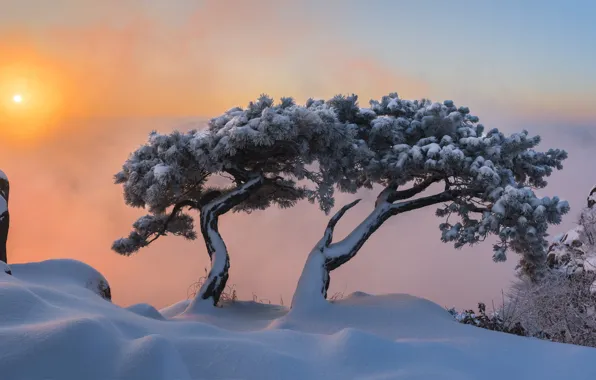 Winter, snow, trees, landscape, mountains, nature, dawn, morning