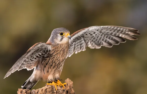 Picture close-up, background, bird, wings, feathers, beak, claws, Falcon