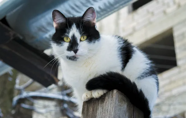 Picture winter, cat, black and white