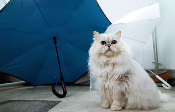 Cat, white, cat, blue, blue, umbrella, Persian