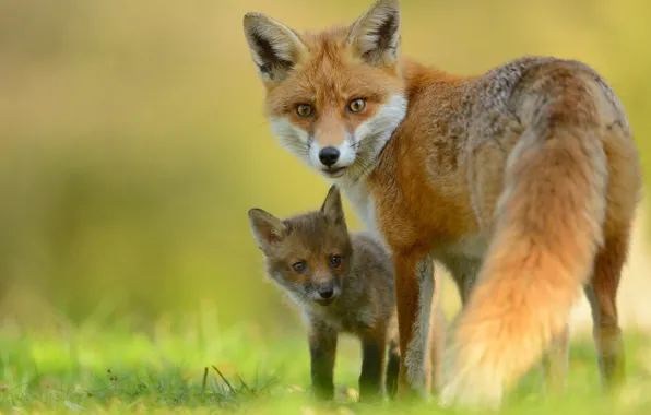 Picture look, Fox, Fox, cub, Fox