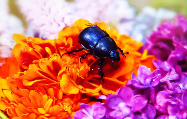 Picture summer, drops, macro, flowers, orange, blue, background, black