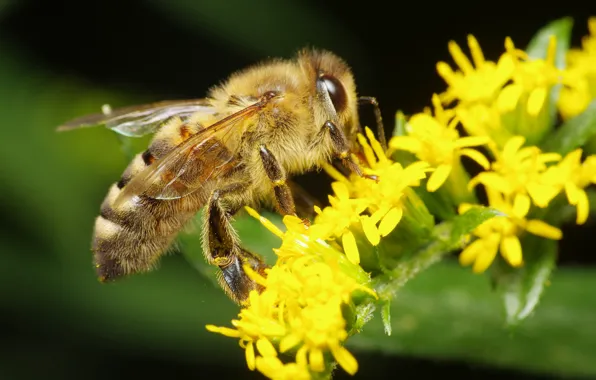 Macro, flowers, bee, pollen