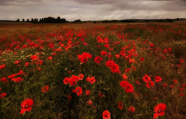 Picture field, flowers, Maki, poppy field
