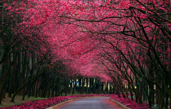 Picture nature, Park, color, spring, Sakura, alley