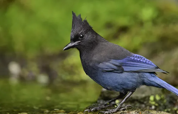 Look, nature, bird, bird, crest, blue bird