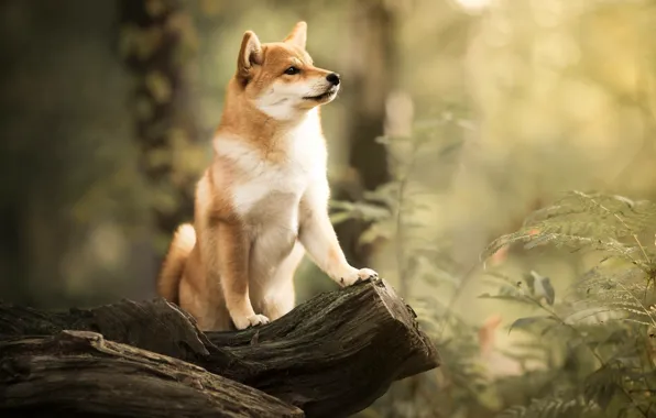 Picture forest, dog, snag, bokeh, Shiba inu