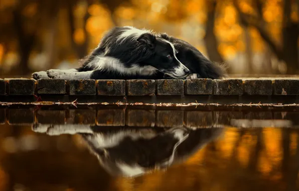 Reflection, each, dog