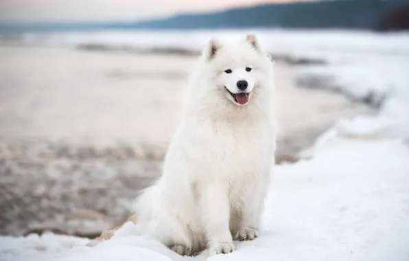 Winter, forest, language, snow, nature, pose, shore, dog