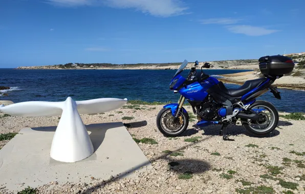 Tiger, sea, tiger, Sea, Triumph, triumph, motorbike, Motorbike