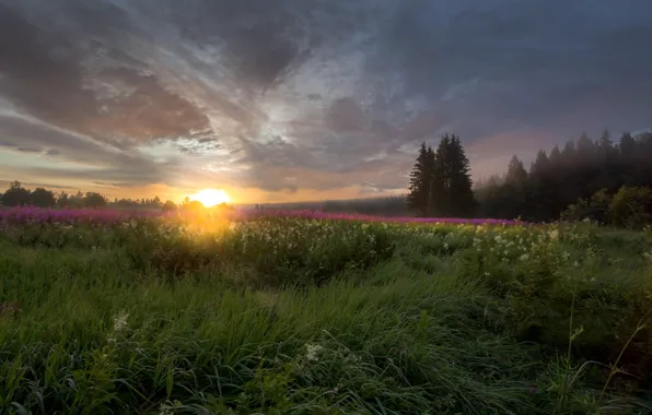 Field, summer, the sun, landscape, nature, fog, sunrise, dawn