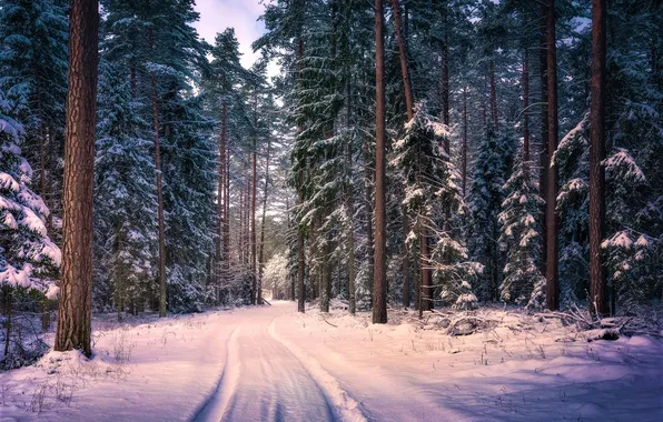 Picture winter, road, forest, the sky, clouds, snow, trees, landscape