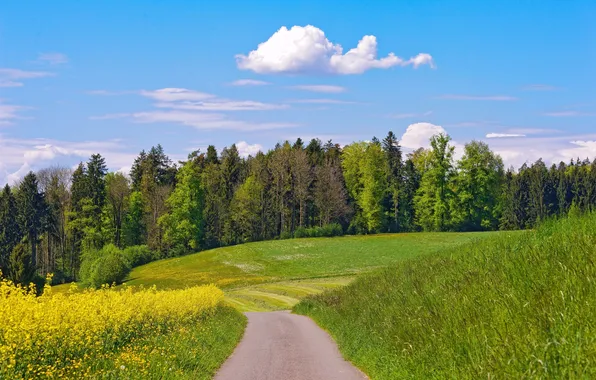 Road, clouds, trees, flowers, meadow