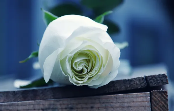 Rose, petals, box, white color
