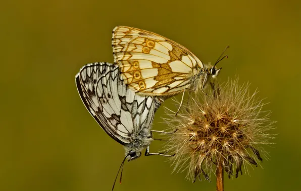 Picture flower, butterfly, plant, moth
